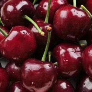 苗圃批发矮化樱桃苗 大果丰产车厘子樱桃苗 车厘子樱桃树苗产量高 苗圃美早大樱桃苗