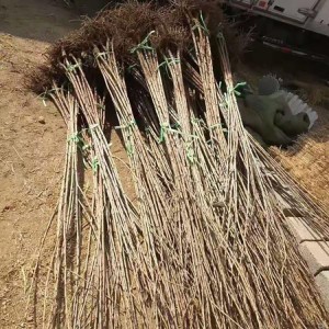 苗圃批发矮化樱桃苗 大果丰产车厘子樱桃苗 车厘子樱桃树苗产量高 苗圃美早大樱桃苗