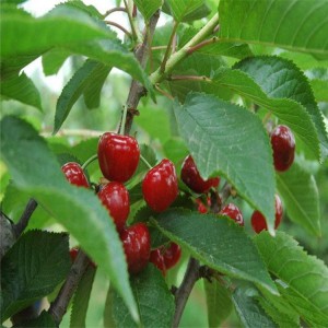 苗圃批发矮化樱桃苗 大果丰产车厘子樱桃苗 车厘子樱桃树苗产量高 苗圃美早大樱桃苗
