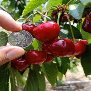 苗圃批发矮化樱桃苗 大果丰产车厘子樱桃苗 车厘子樱桃树苗产量高 苗圃美早大樱桃苗