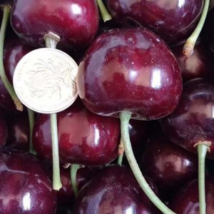 苗圃批发矮化樱桃苗 大果丰产车厘子樱桃苗 车厘子樱桃树苗产量高 苗圃美早大樱桃苗