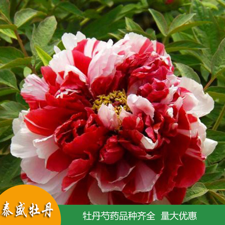 牡丹花大苗 重瓣大花 盆栽植物 四季开花