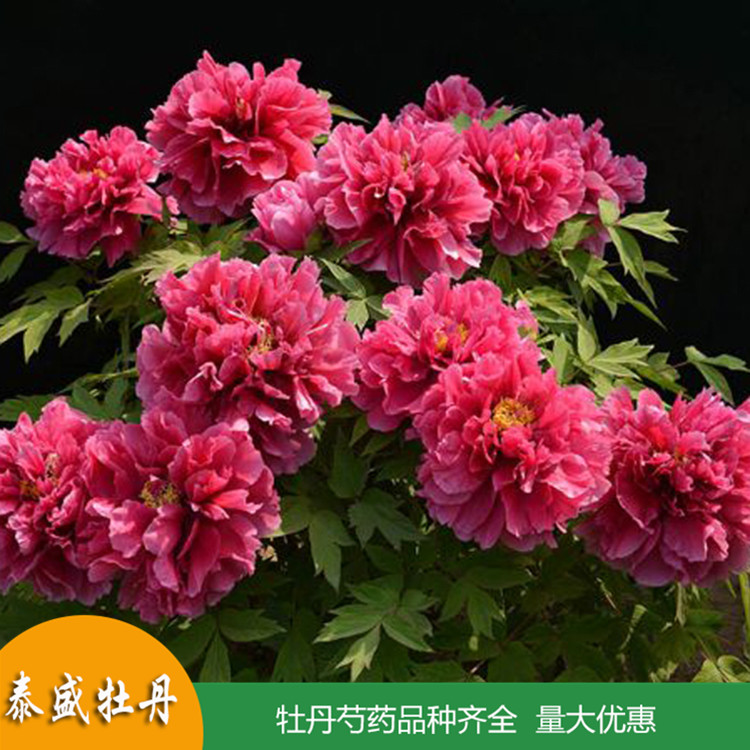 多枝牡丹 庭院牡丹树 牡丹花苗供应 品种齐全