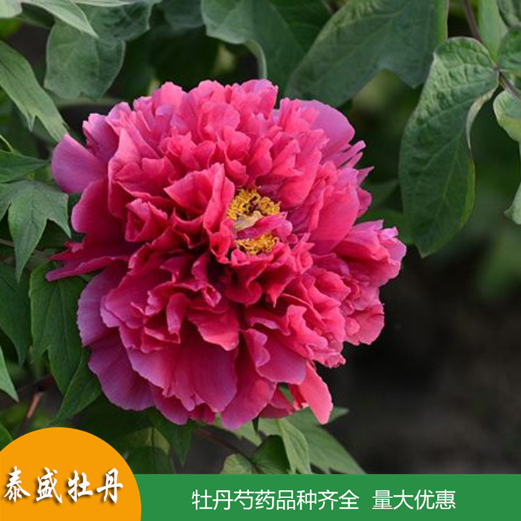 多枝牡丹 庭院牡丹树 牡丹花苗供应 品种齐全