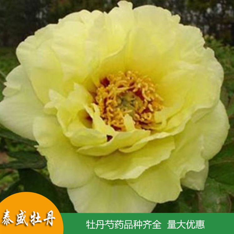 牡丹花大苗 重瓣大花 盆栽植物 四季开花