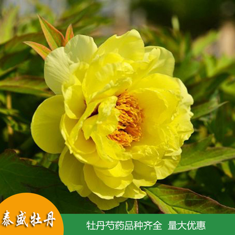 牡丹花大苗 重瓣大花 盆栽植物 四季开花