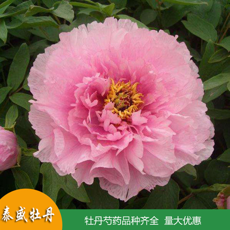 多枝牡丹 庭院牡丹树 牡丹花苗供应 品种齐全