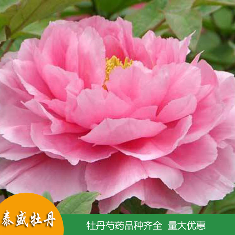 多枝牡丹 庭院牡丹树 牡丹花苗供应 品种齐全