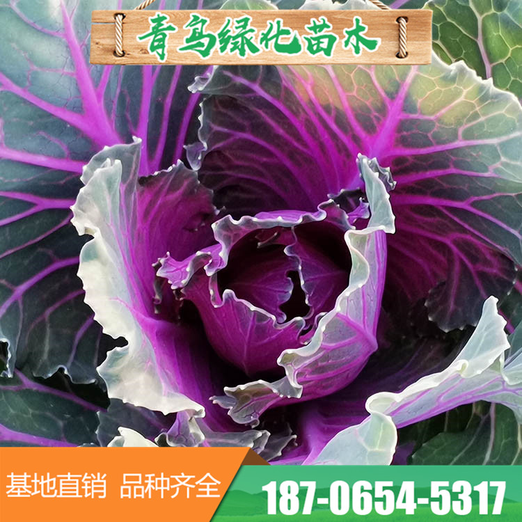 耐寒羽衣甘蓝 多种叶色草花基地直供 量大优惠