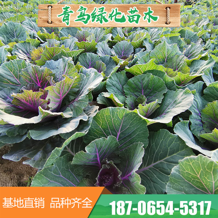 白色紫色羽衣甘蓝种苗 多种叶色草花基地直供 量大优惠