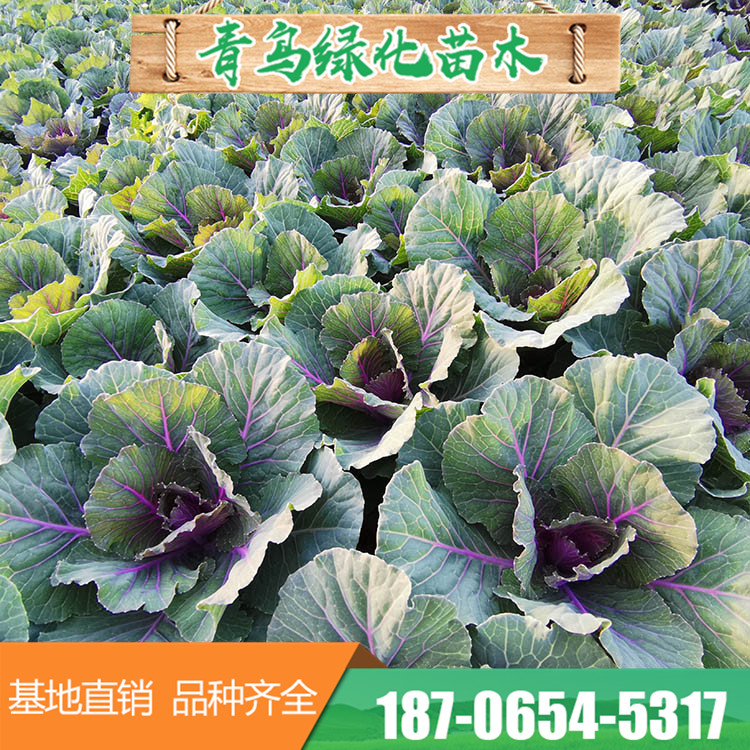 白色紫色羽衣甘蓝种苗 多种叶色草花基地直供 量大优惠