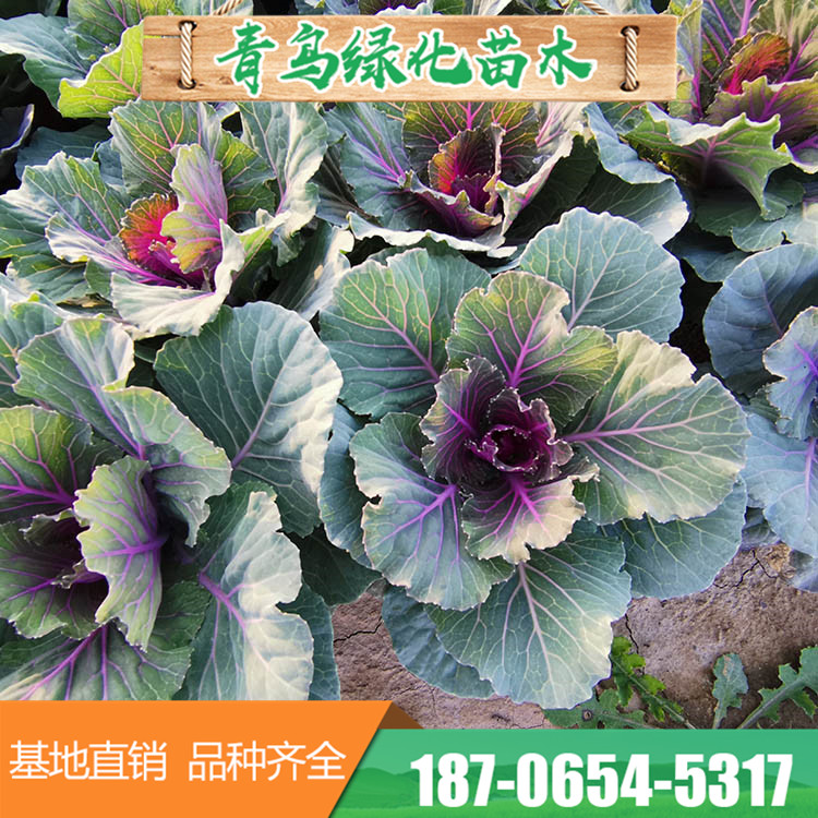 耐寒羽衣甘蓝 多种叶色草花基地直供 量大优惠