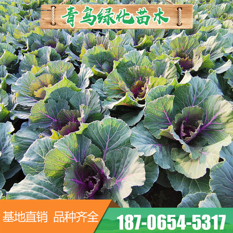 白色紫色羽衣甘蓝种苗 多种叶色草花基地直供 量大优惠
