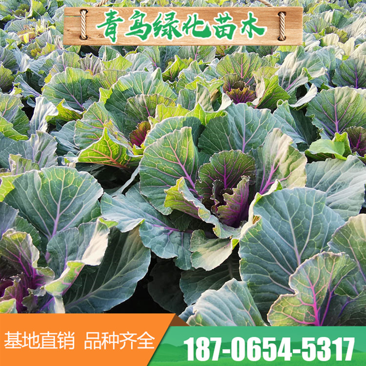 白色紫色羽衣甘蓝种苗 多种叶色草花基地直供 量大优惠