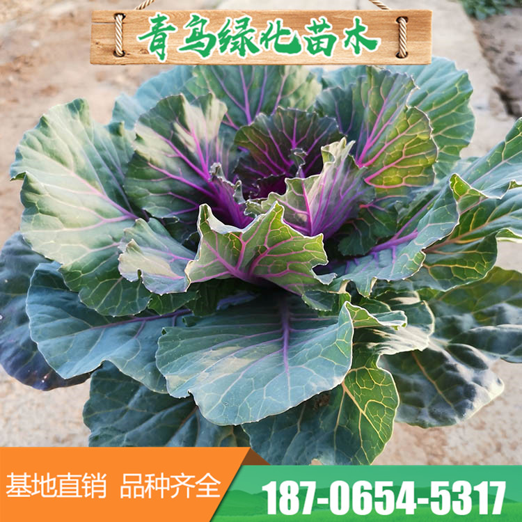 耐寒羽衣甘蓝 多种叶色草花基地直供 量大优惠