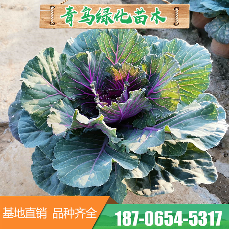 白色紫色羽衣甘蓝种苗 多种叶色草花基地直供 量大优惠