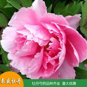 菏泽牡丹花苗 4-5枝条三年苗 盆栽庭院植物