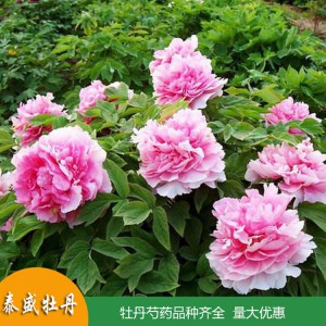 牡丹花大苗 重瓣大花 盆栽植物 四季开花