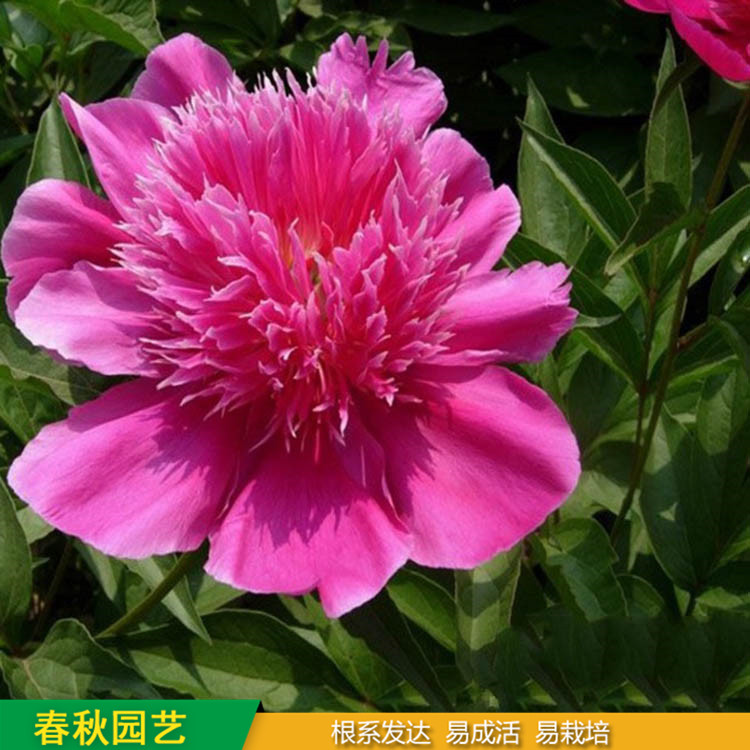 多色芍药 精品千层芍药花 大花芍药品种 春秋园艺