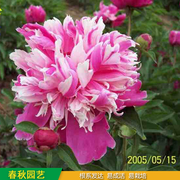 多色芍药 精品千层芍药花 大花芍药品种 春秋园艺