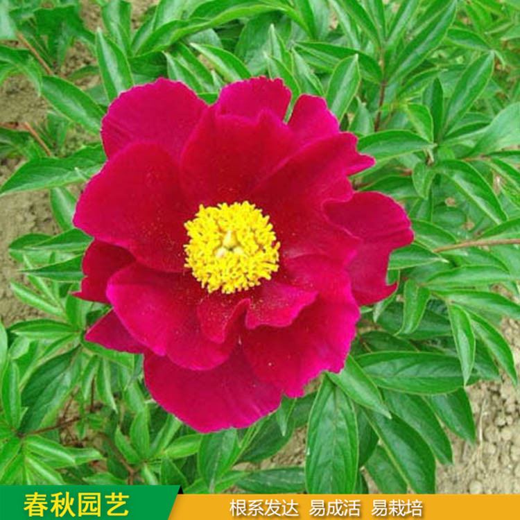 多色芍药 精品千层芍药花 大花芍药品种 春秋园艺