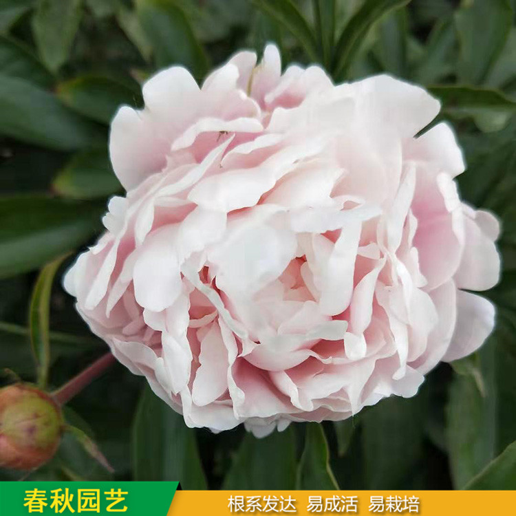 多色芍药 精品千层芍药花 大花芍药品种 春秋园艺