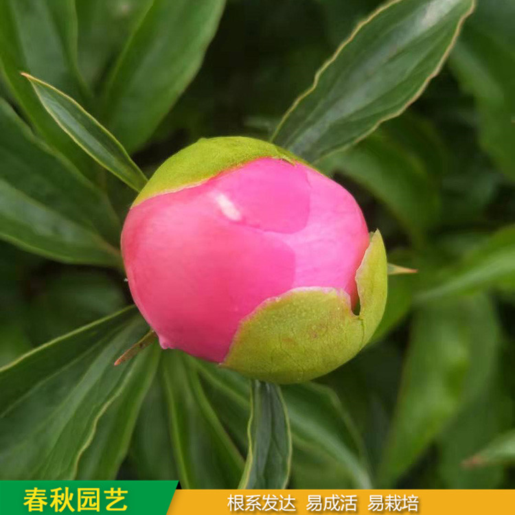 多色芍药 精品千层芍药花 大花芍药品种 基地培育种植