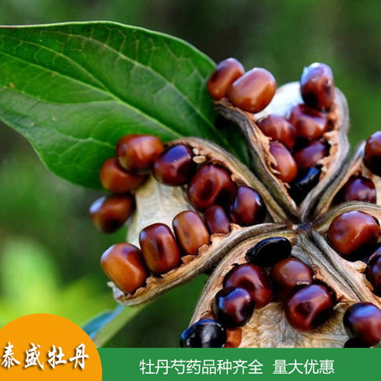 菏泽牡丹基地直供牡丹种子 油用牡丹籽 食品厂用 药用