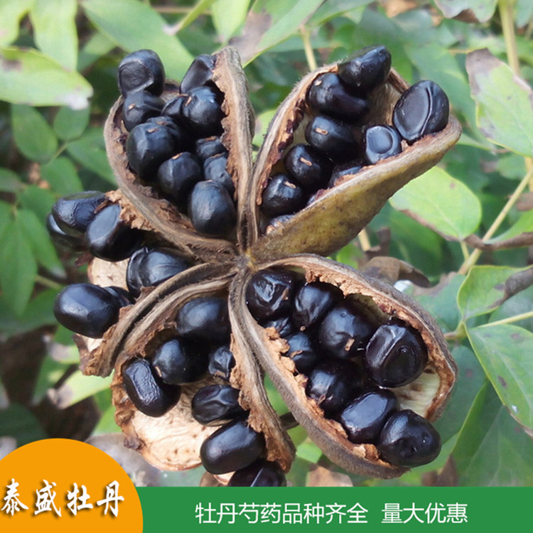 菏泽牡丹基地直供牡丹种子 榨油牡丹籽 出油率高