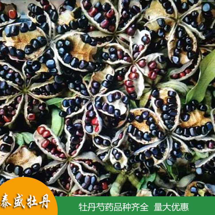 现货批发牡丹种子 油用牡丹籽 出油率高