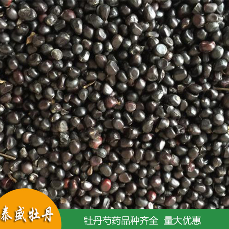 现货批发牡丹种子 榨油牡丹籽 出油率高