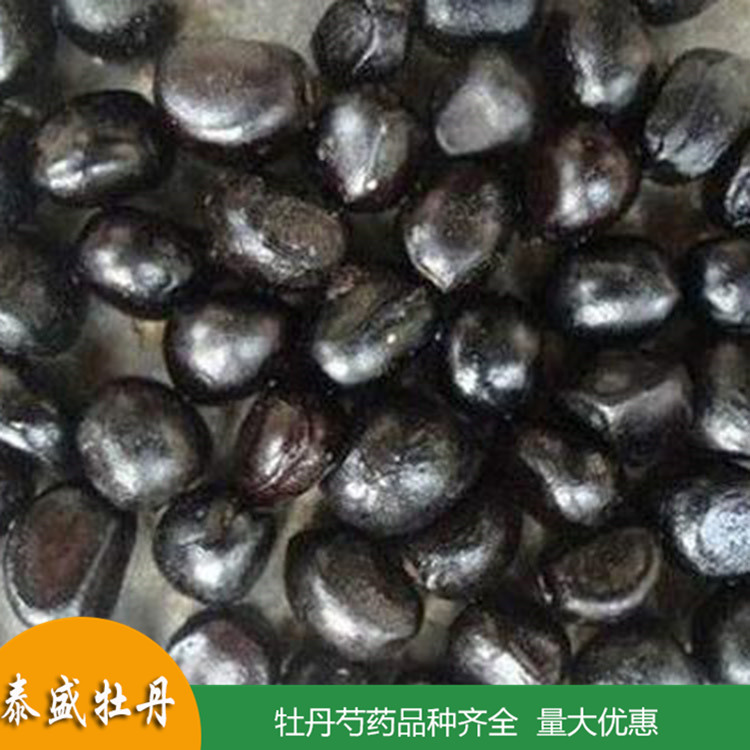 菏泽牡丹基地直供牡丹种子 油用牡丹籽 食品厂用 药用