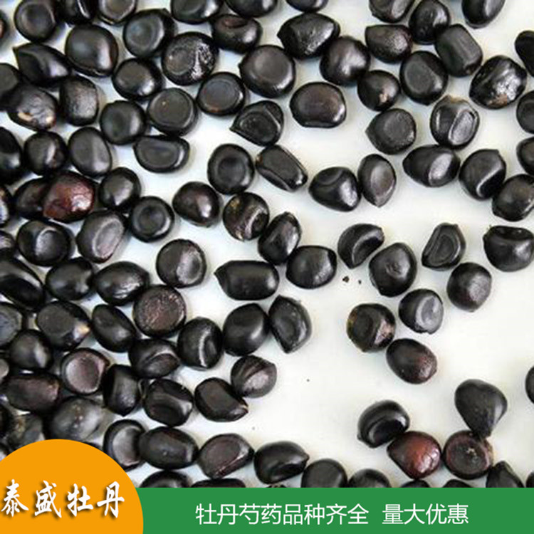 现货批发牡丹种子 榨油牡丹籽 出油率高