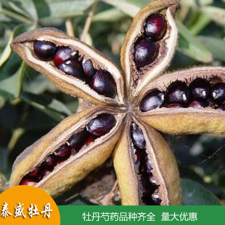 菏泽牡丹基地直供牡丹种子 榨油牡丹籽 出油率高