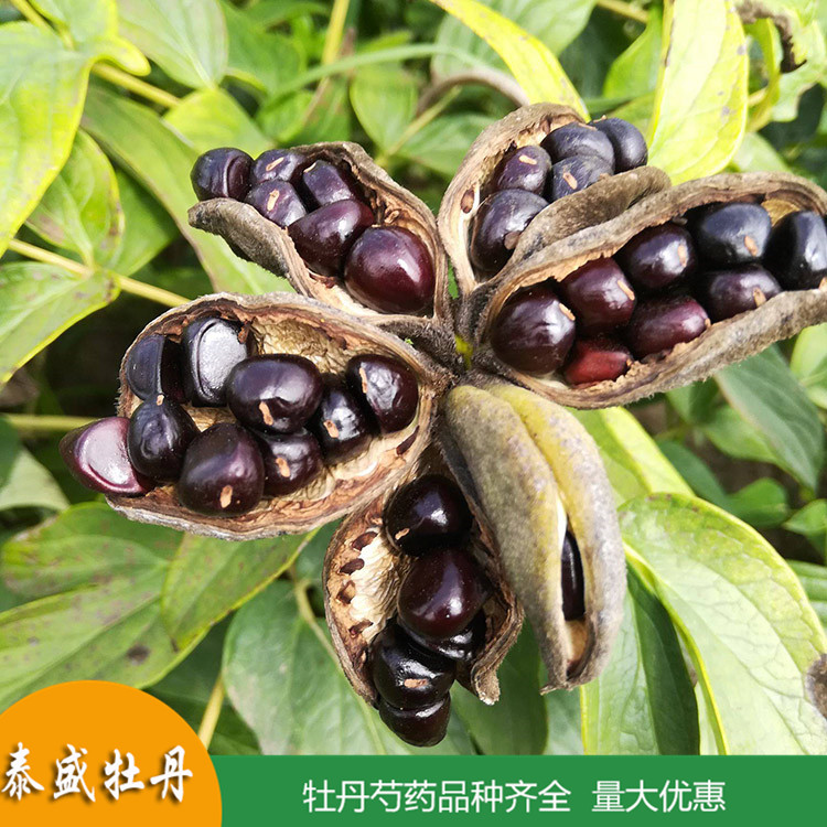 菏泽牡丹基地直供牡丹种子 油用牡丹籽 食品厂用 药用