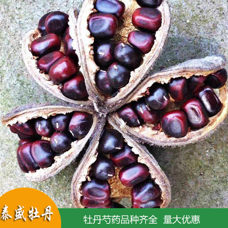 现货批发牡丹种子 榨油牡丹籽 食品厂用 药用