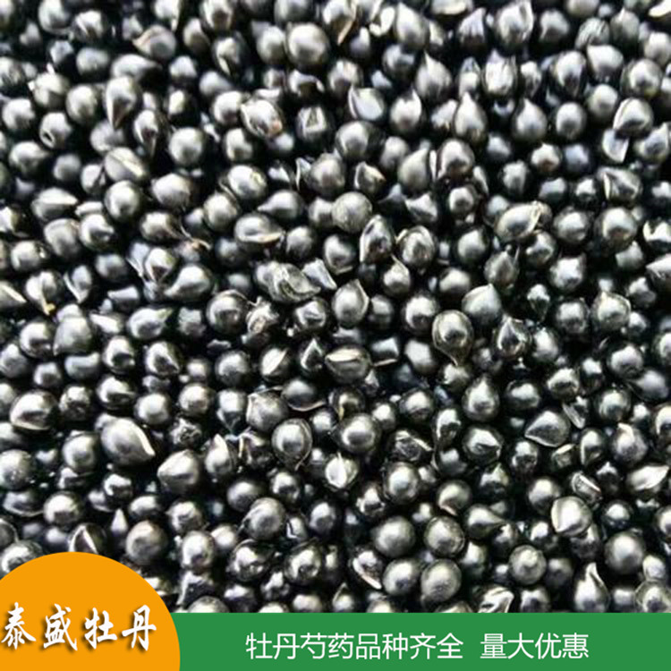 菏泽牡丹基地直供牡丹种子 油用牡丹籽 食品厂用 药用