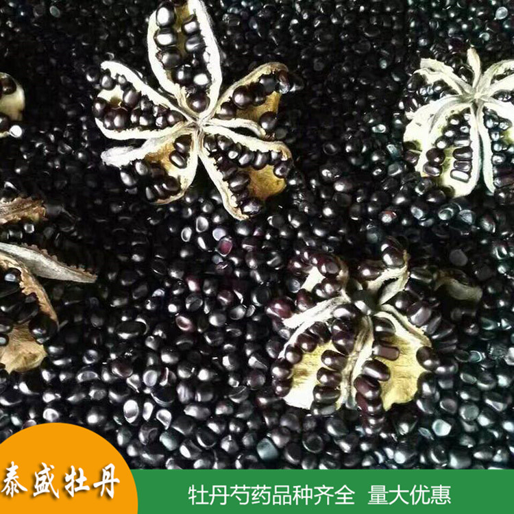 现货批发牡丹种子 洛阳牡丹籽 出油率高