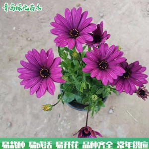 万寿菊 大量批发时令花 南非万寿菊 绿化园林用花