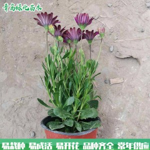 万寿菊 大量批发时令花 南非万寿菊 绿化园林用花