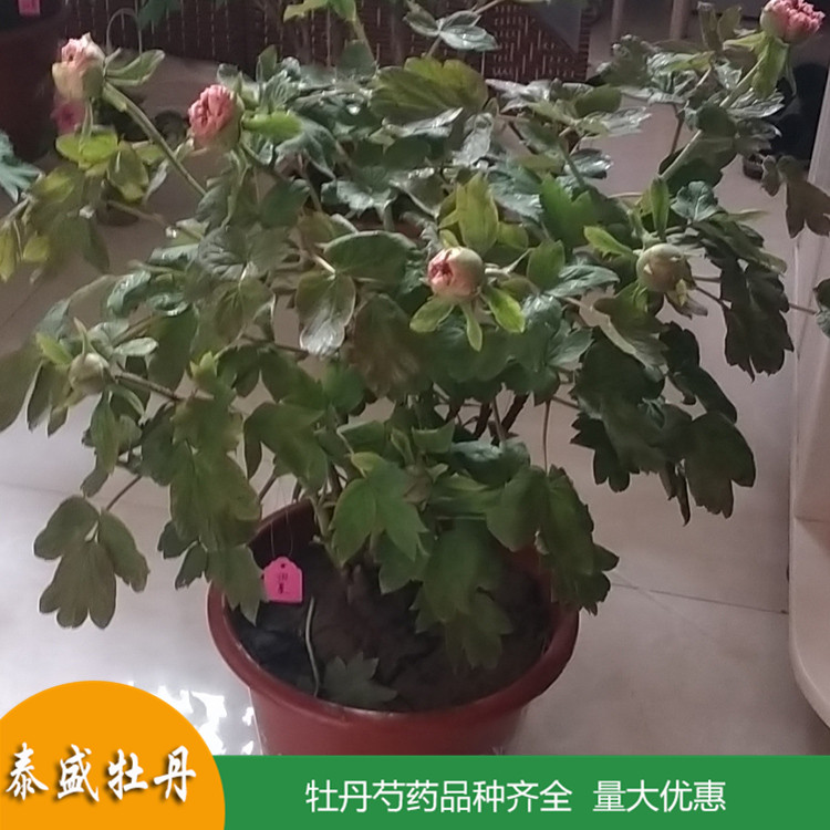 菏泽牡丹基地直供土球牡丹 庭院地栽牡丹苗 品种齐全 量大优惠