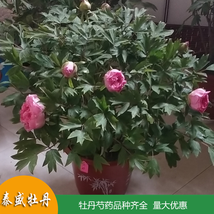 菏泽牡丹基地直供精品观赏牡丹 盆栽牡丹花苗 品种齐全 量大优惠
