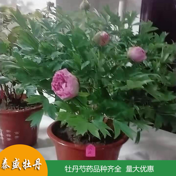 现挖现卖土球牡丹 盆栽牡丹花苗 品种齐全 量大优惠