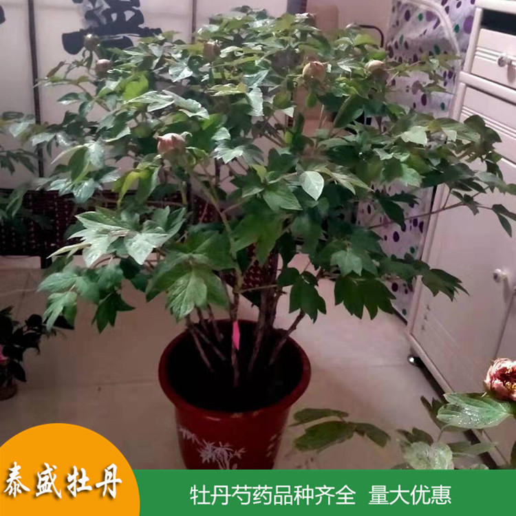 菏泽牡丹基地直供精品观赏牡丹 庭院地栽牡丹苗 品种齐全 量大优惠