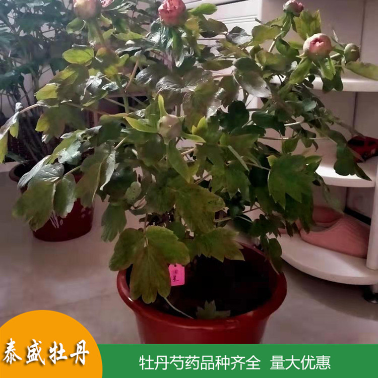 现挖现卖精品观赏牡丹 庭院地栽牡丹苗 品种齐全 量大优惠