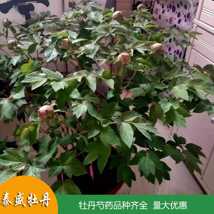 现挖现卖精品观赏牡丹 庭院地栽牡丹苗 品种齐全 量大优惠