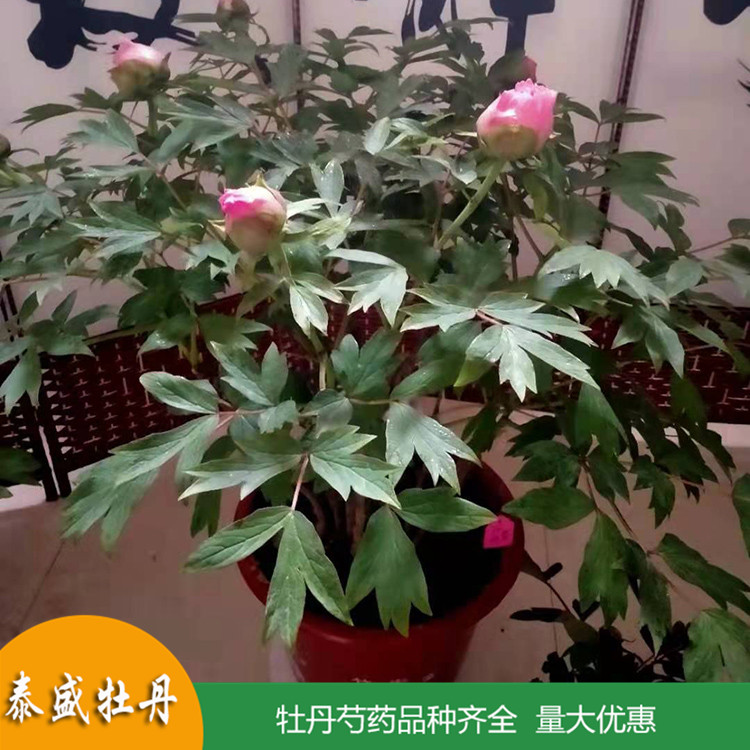 现挖现卖土球牡丹 盆栽牡丹花苗 品种齐全 量大优惠