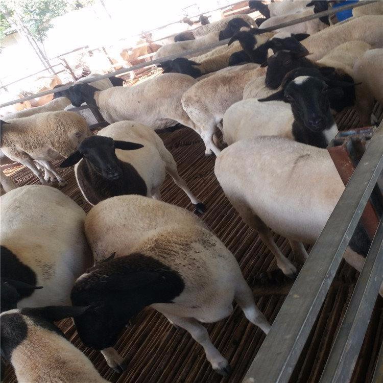 云南杜泊绵羊羊羔 杜泊绵羊养殖场 量大优惠