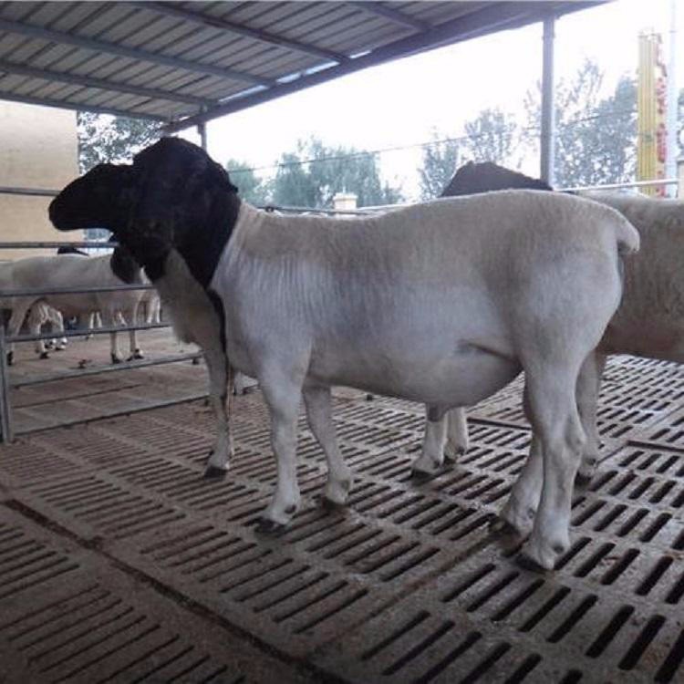 云南纯种黑头杜泊绵羊 杜泊绵羊养殖场 量大优惠