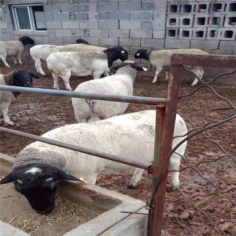 四川3-6个月肉羊羊羔 杜泊绵羊养殖场 量大优惠